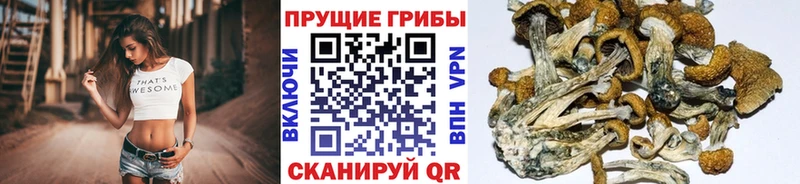 Псилоцибиновые грибы прущие грибы  наркотики  Нестеров 